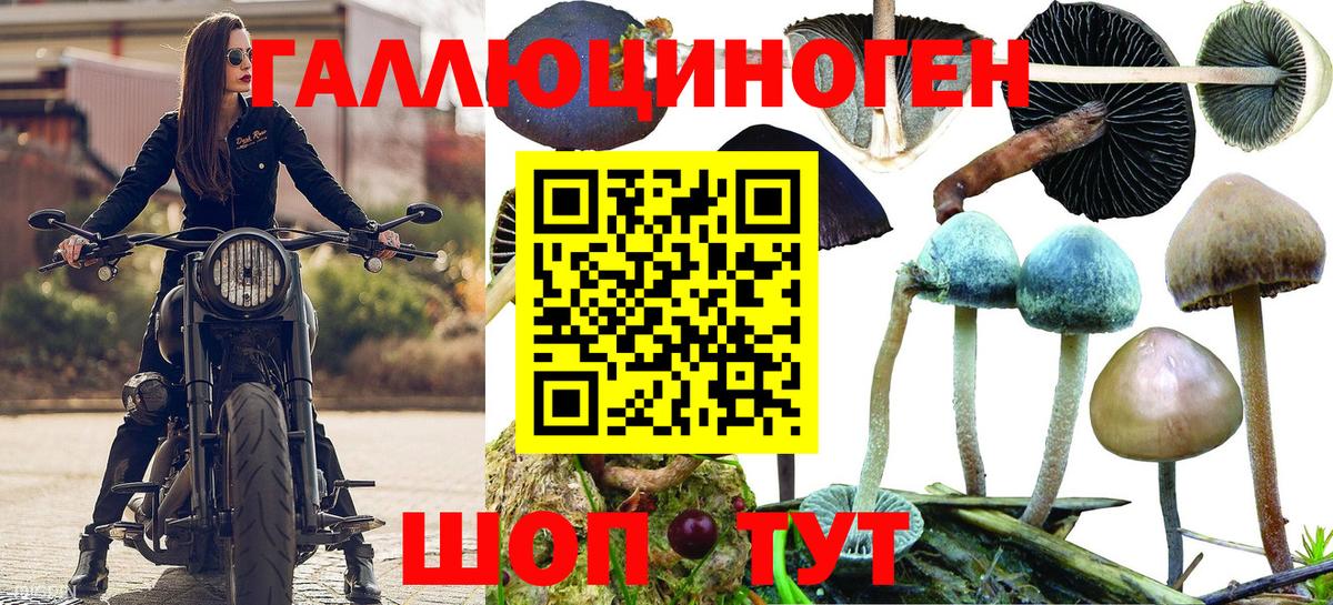 Вязники  Галлюциногенные грибы Psilocybine cubensis  Вход с VPN 